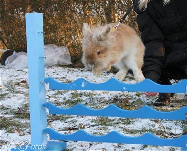 Kanin Fanta Phuss Forever Love - Evt. sygonin? billede 15