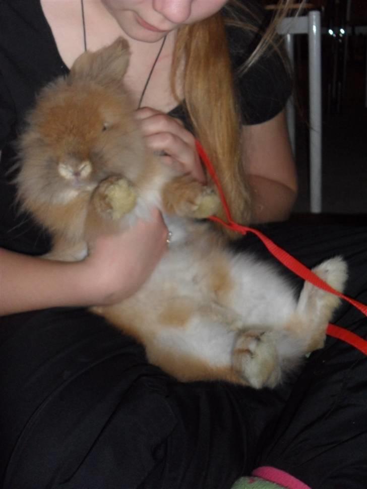 Kanin Fanta Phuss Forever Love - Første stævne ;o) billede 16