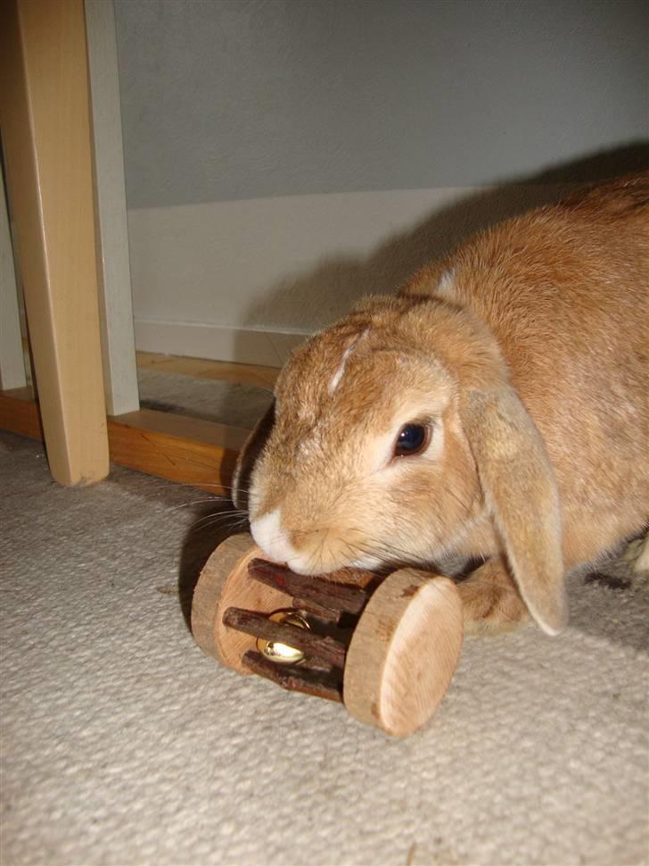 Kanin Nougat - Nougat med kaninlegetøj billede 8