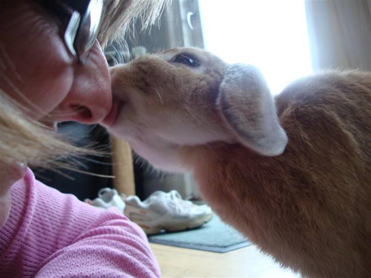 Kanin Nougat - Nougat er en meget kærlig kanin billede 9