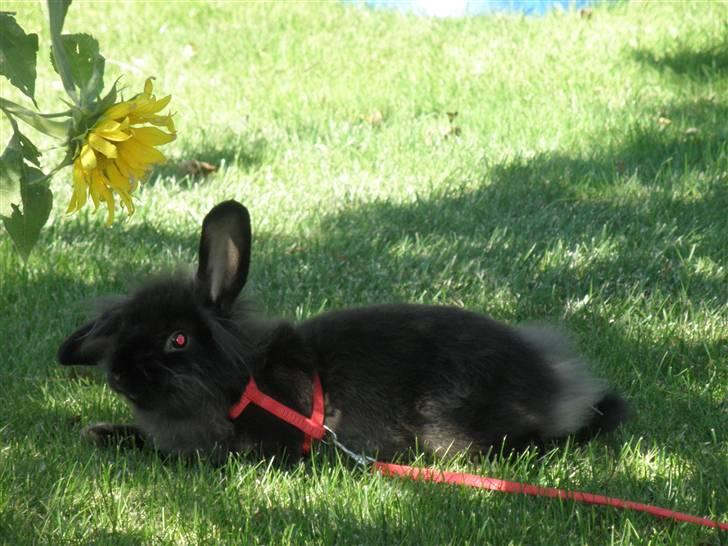 Kanin Bandit billede 13