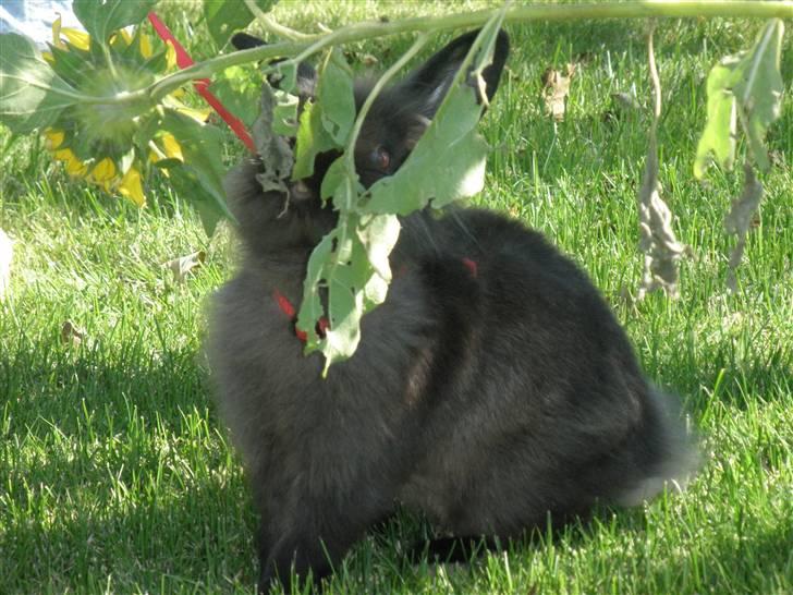 Kanin Bandit billede 14