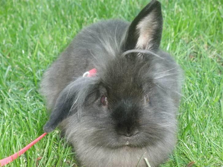 Kanin Bandit billede 15