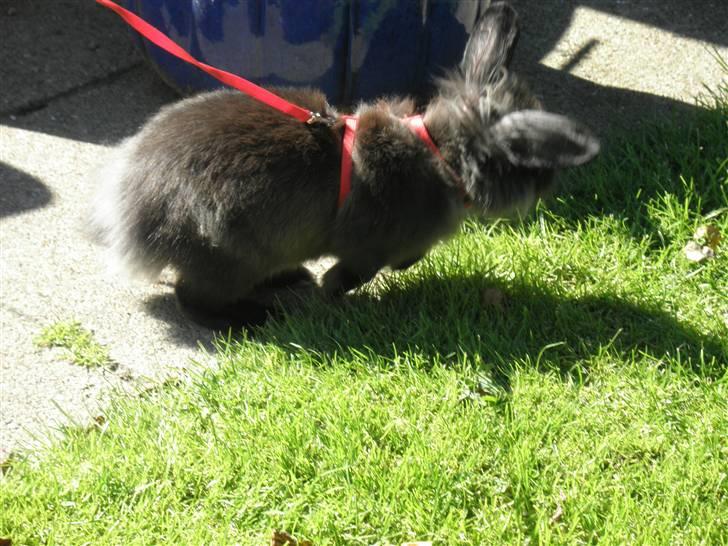 Kanin Bandit billede 16