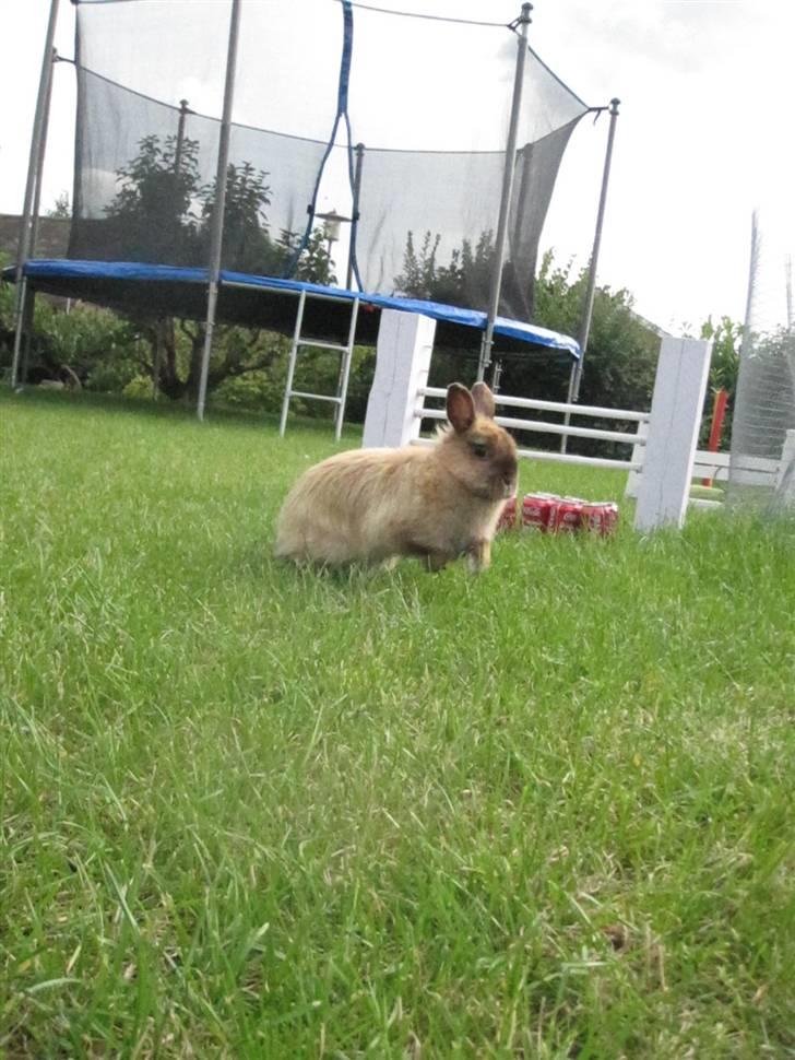 Kanin Rubin - Bubber uden snor i fuld fart. billede 18