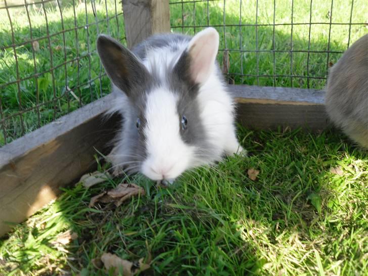 Kanin Snip |DØD:'C| billede 1