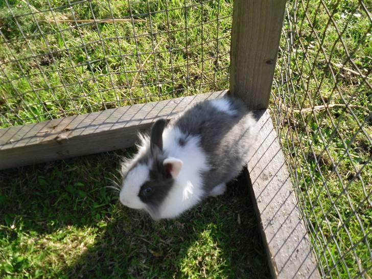 Kanin Snip |DØD:'C| billede 2