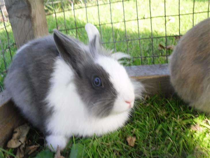 Kanin Snip |DØD:'C| billede 3