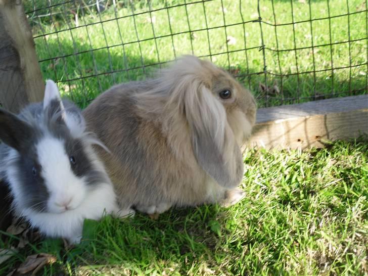 Kanin Snip |DØD:'C| billede 4