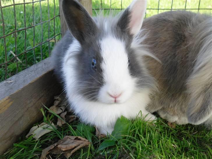 Kanin Snip |DØD:'C| billede 5