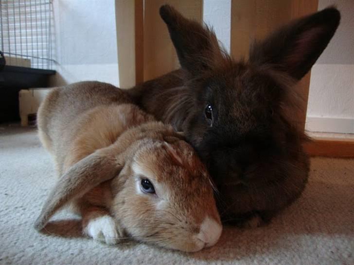 Kanin Nougat - Nougat og søster Coco billede 10