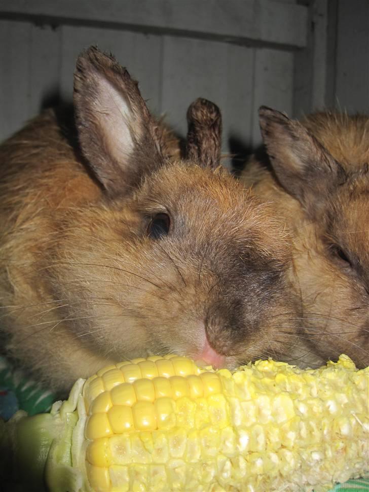 Kanin Rubin - Bubber og en majskolbe. <3 Tak fordi i kiggede på hendes profil og husk at smide en kommentar TAK :) billede 20