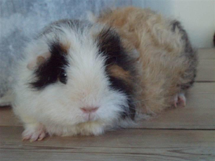 Marsvin texel-  Tæppe billede 1