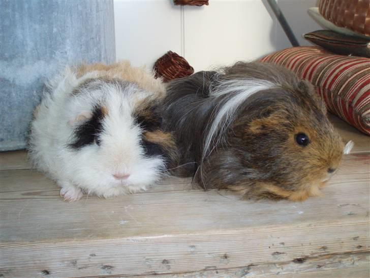 Marsvin texel-  Tæppe billede 2