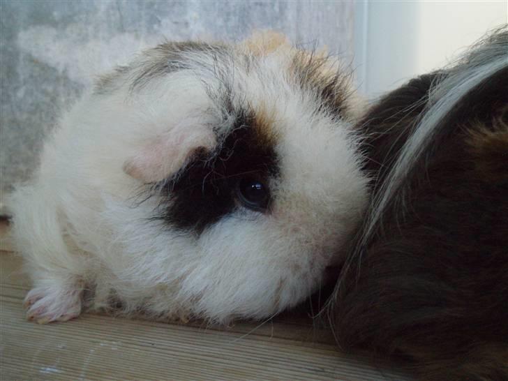 Marsvin texel-  Tæppe billede 3