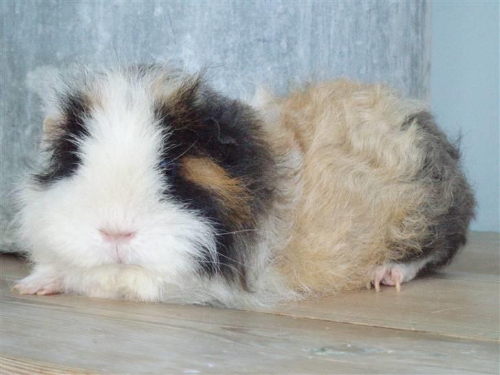 Marsvin texel-  Tæppe billede 6