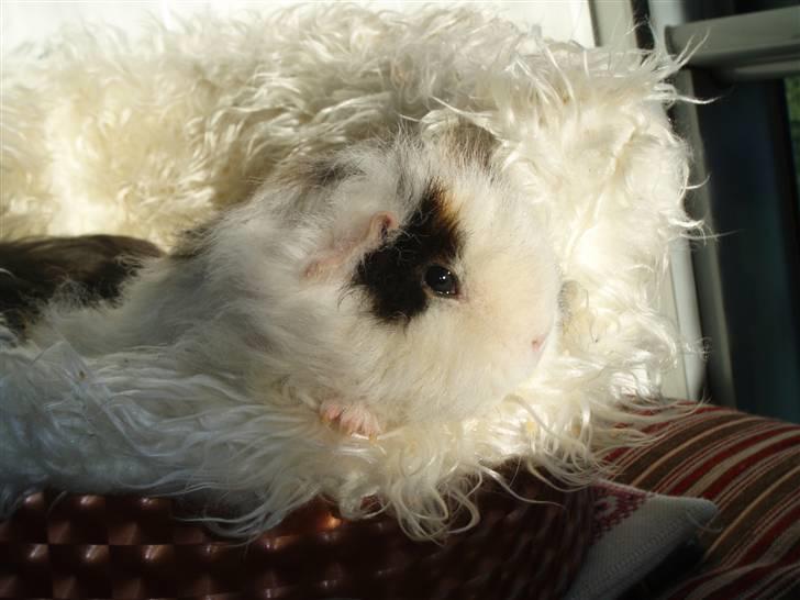 Marsvin texel-  Tæppe billede 7