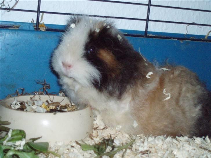 Marsvin texel-  Tæppe billede 9