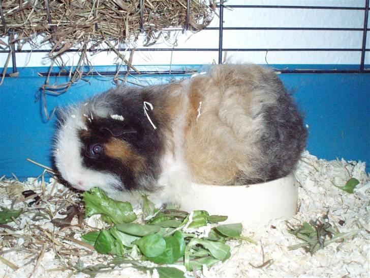 Marsvin texel-  Tæppe billede 11