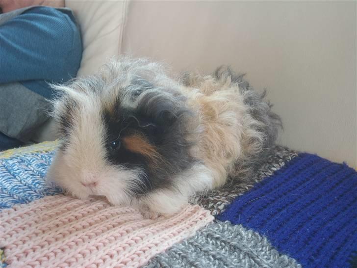 Marsvin texel-  Tæppe billede 12