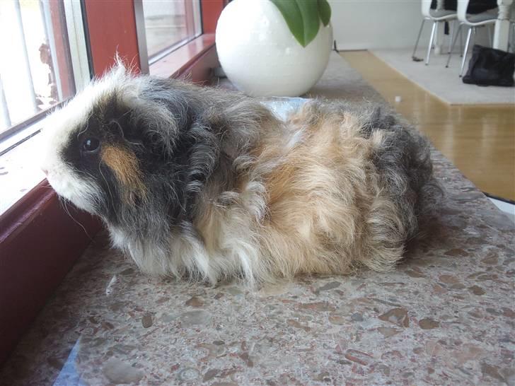 Marsvin texel-  Tæppe billede 14