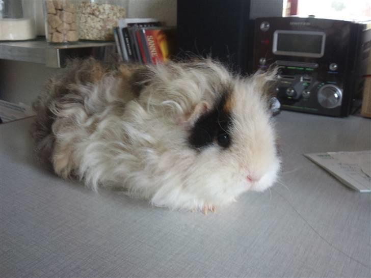 Marsvin texel-  Tæppe billede 15