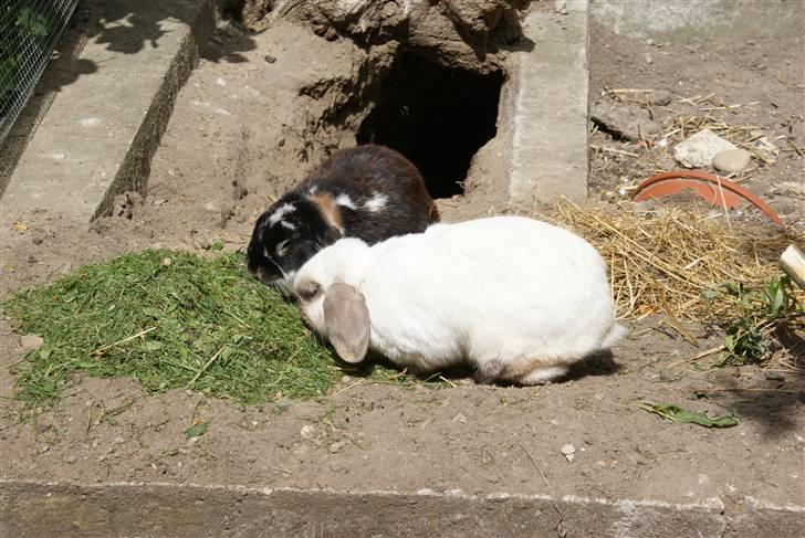 Kanin | Sofus R.I.P. - Cirkeline og Sofus hygger sig en lun sommerdag :) billede 7