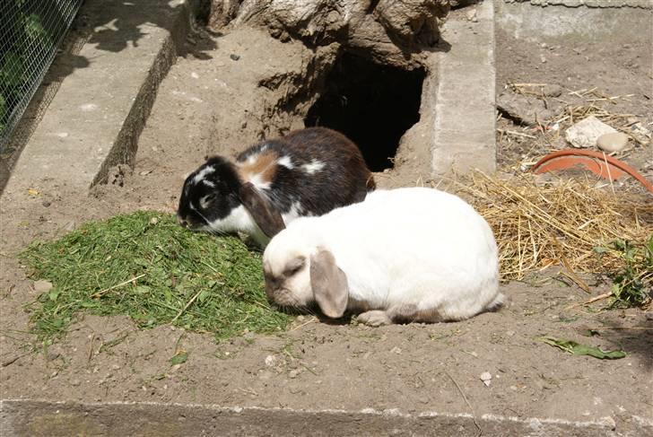 Kanin | Sofus R.I.P. - mmh! Mad og godt selskab! billede 8