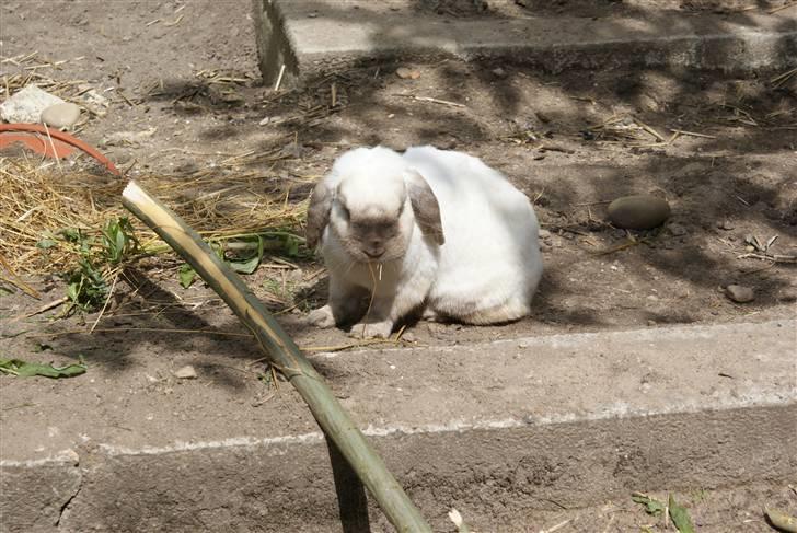 Kanin | Sofus R.I.P. billede 9