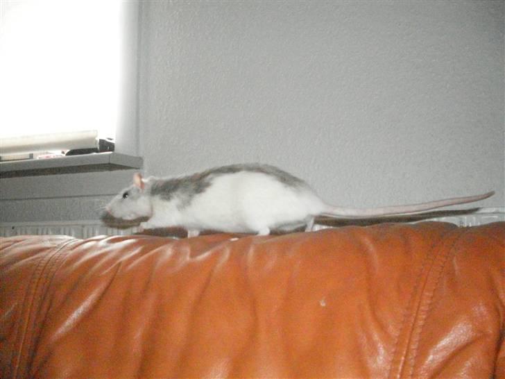 Tamrotte Marcella <3 - En løbe tur på sofaen er altid godt! :D billede 19