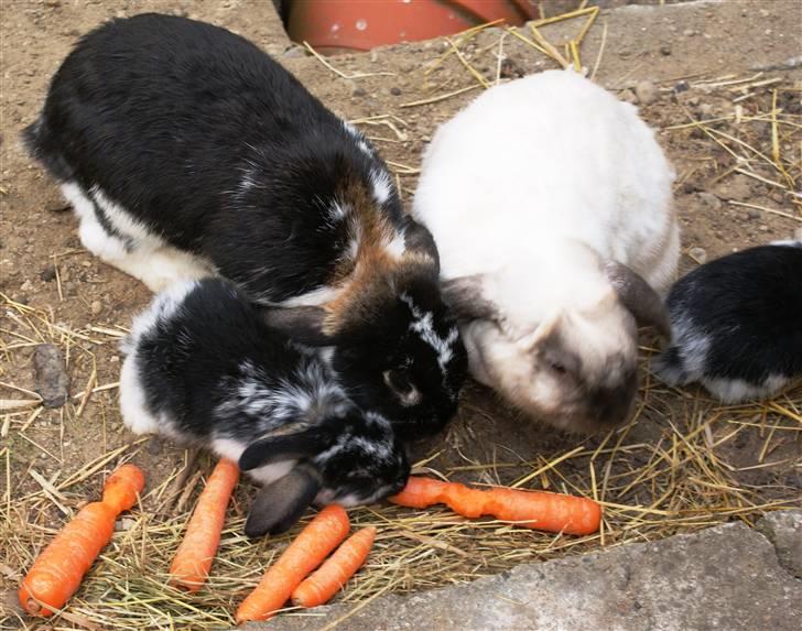 Kanin | Sofus R.I.P. - Sofus spiser gulerødder sammen med Cirkeline og deres unger :) billede 10