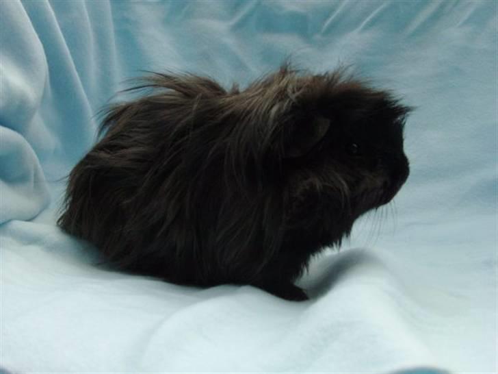 Marsvin Peanut billede 1