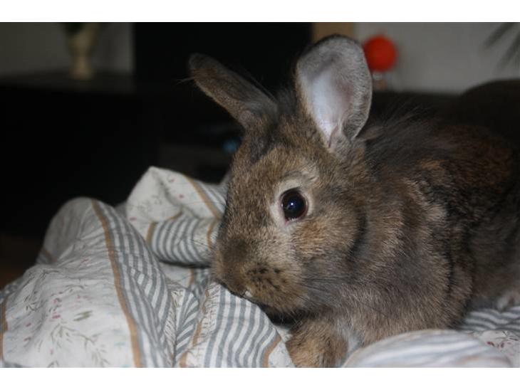 Kanin Charmetrolden Domino:D - velkomen til Domino`s profil billede 1