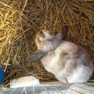 Kanin princess - givet væk