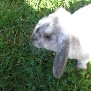 Kanin princess - givet væk