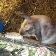 Kanin princess - givet væk