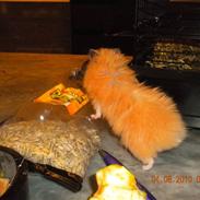 Hamster Jay (Elmo) R.I.P.