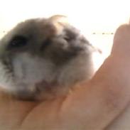 Dværghamster Karoline (R.I.P) ;(