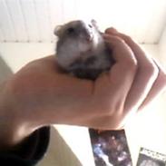 Dværghamster Karoline (R.I.P) ;(