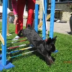 Kanin Little Miss Twister