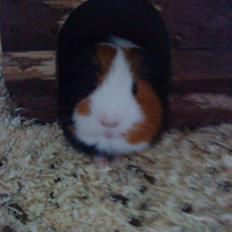 Marsvin Pumba R.I.P 