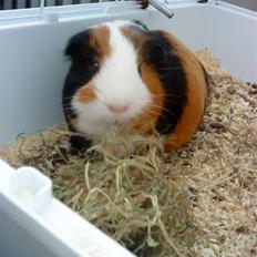 Marsvin Pumba R.I.P 