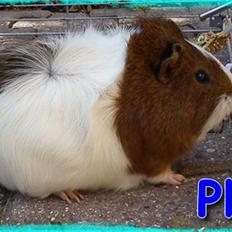 Marsvin Plet  *R.i.P*