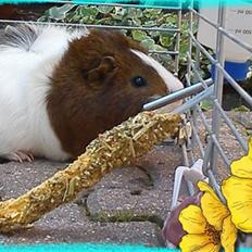 Marsvin Plet  *R.i.P*