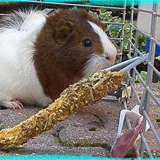 Marsvin Plet  *R.i.P*