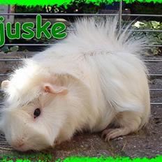 Marsvin Pjuske  *R.I.P*