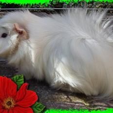 Marsvin Pjuske  *R.I.P*