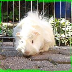 Marsvin Pjuske  *R.I.P*