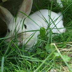 Kanin Canaada von havregryn