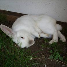 Kanin Canaada von havregryn